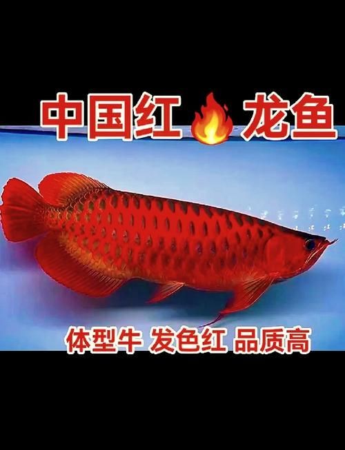 7000萬(wàn)的紅龍魚圖片