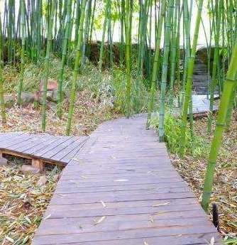 7000萬(wàn)的紅龍魚圖片