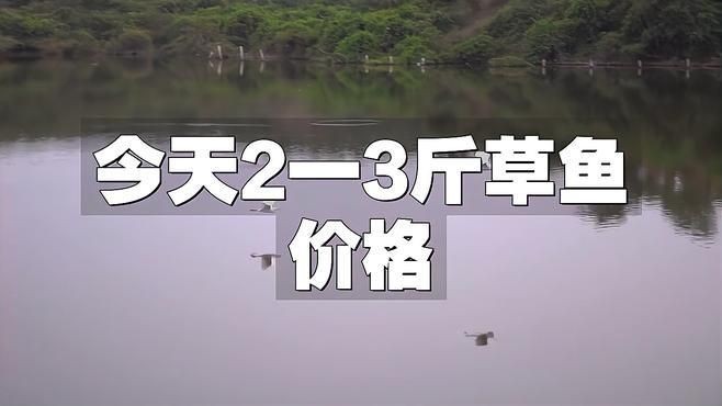 今日草魚價格