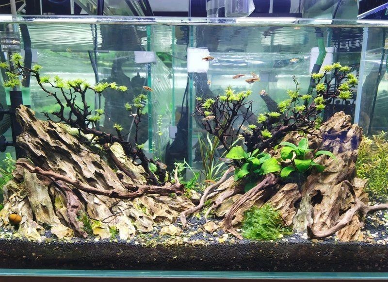 包頭水族批發(fā)市場 全國水族館企業(yè)名錄 第3張 包頭水族批發(fā)市場 包頭水族批發(fā)市場 全國水族館企業(yè)名錄 第3張