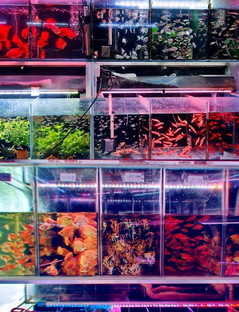 東莞魚缸店