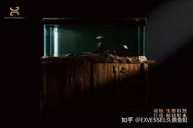 久鼎喚醒魚缸
