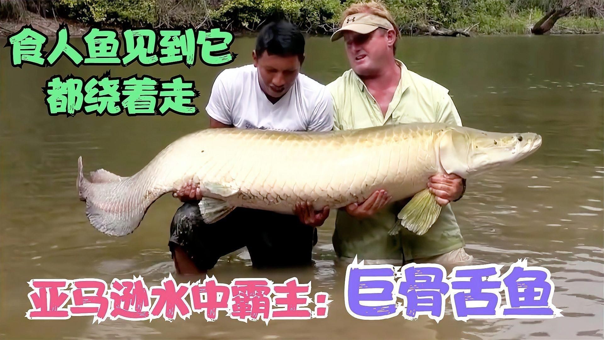 巨骨舌魚vs食人魚視頻