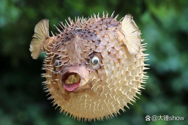 和河豚長得很像的魚