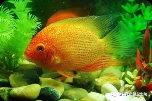 家里養(yǎng)魚好不好