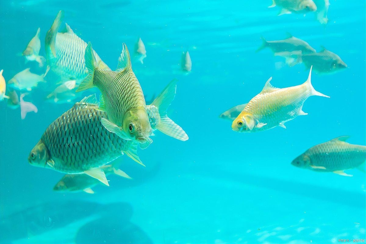 家里養(yǎng)魚好不好