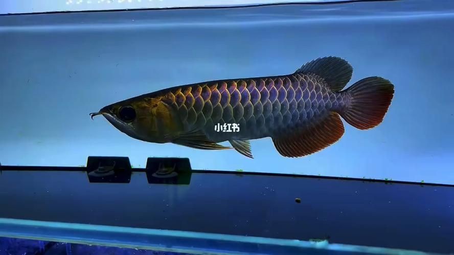 古典藍(lán)底過(guò)背金龍魚(yú)圖片