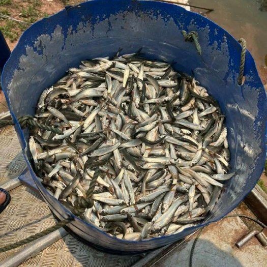 和尚魚市場價今日價