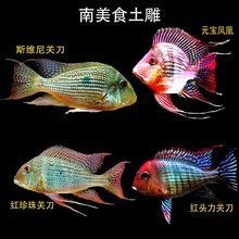 和尚魚市場價今日價