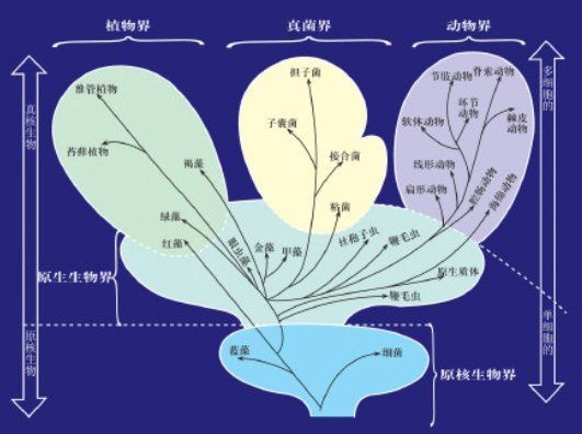 界、門、綱、目、科、屬、種