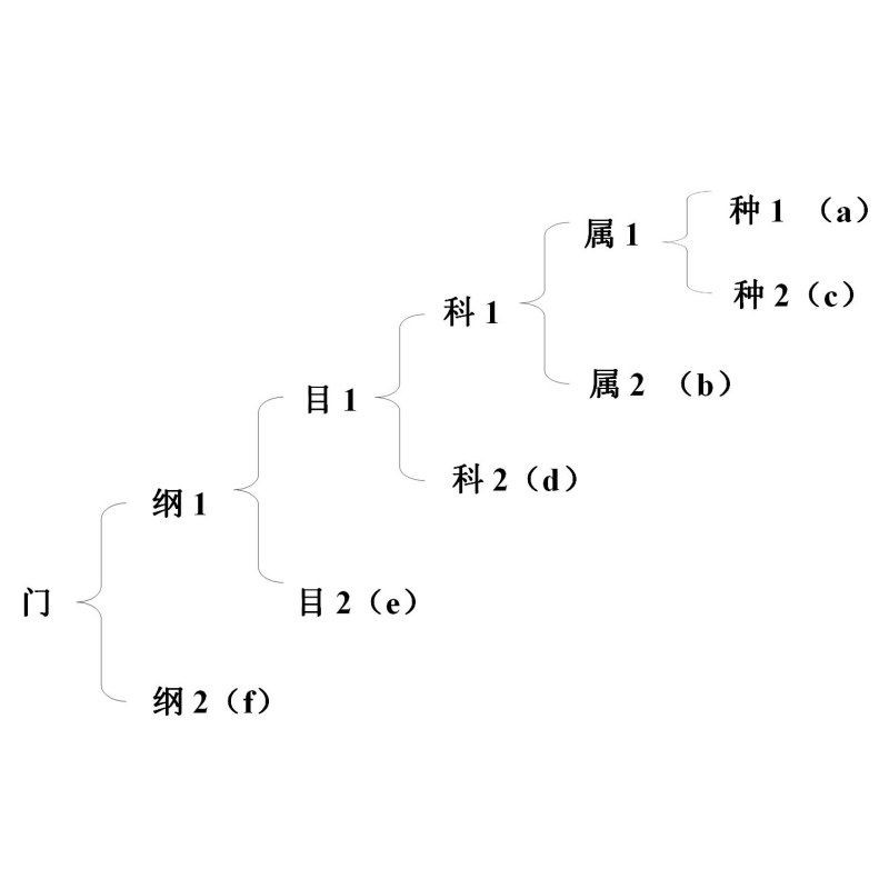 界、門、綱、目、科、屬、種