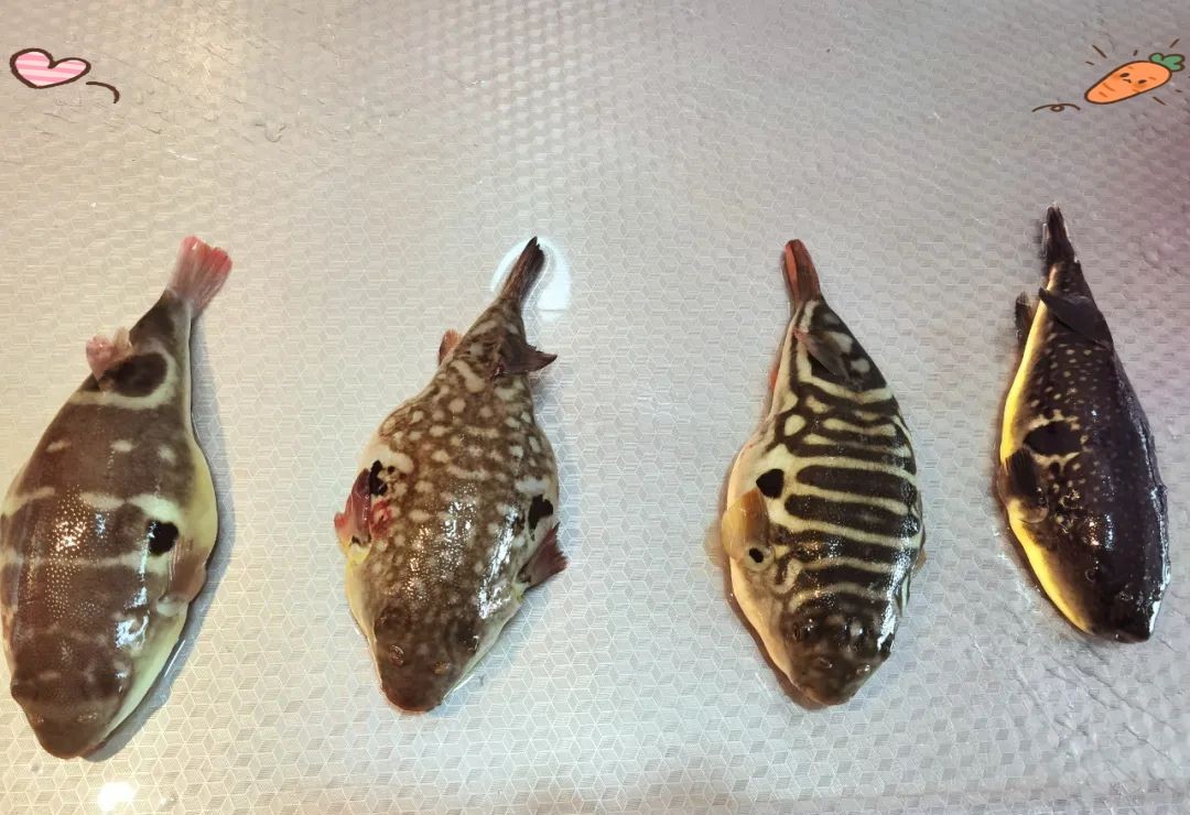 河豚一斤多少元