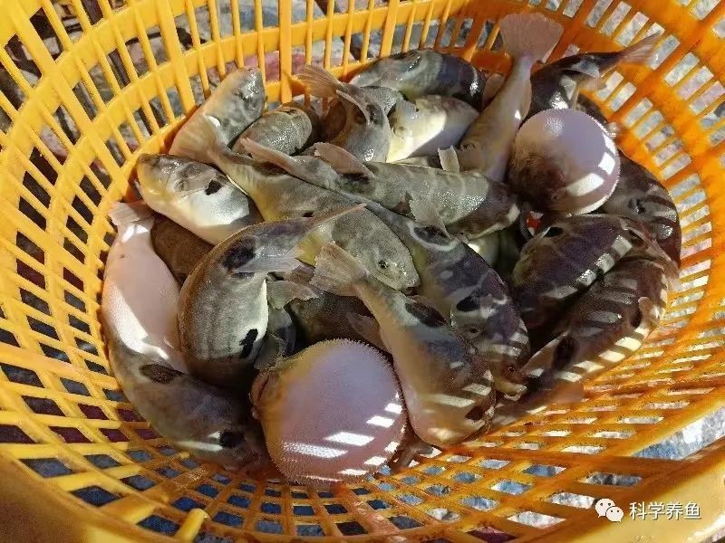 河豚一斤多少元