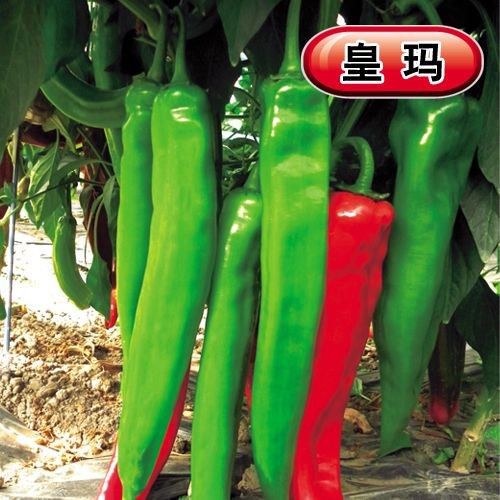 河南辣椒品種