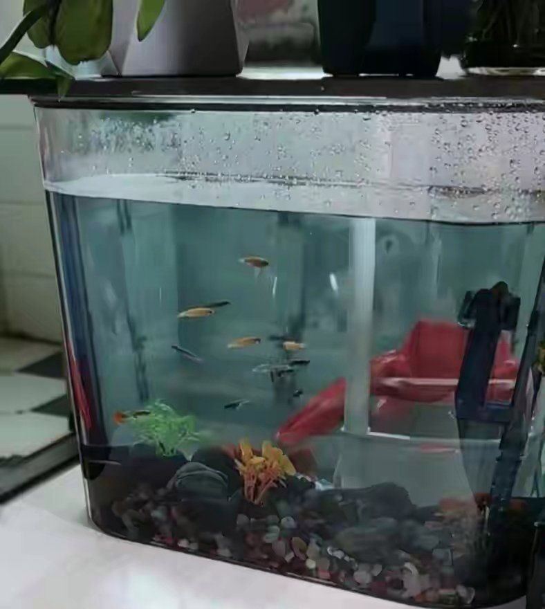 舊魚缸送人的講究