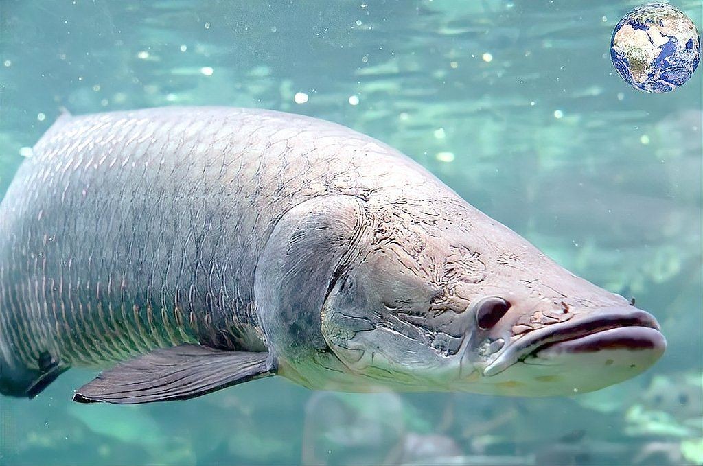 巨骨舌魚能打過鯊魚嗎
