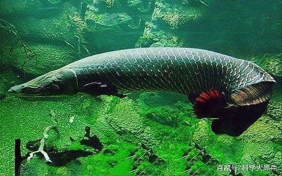 巨骨舌魚能打過鯊魚嗎