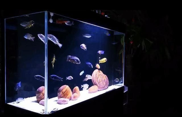 吉印魚(yú)缸水族箱詳細(xì)介紹