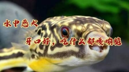 河豚和斑馬狗頭魚的區別