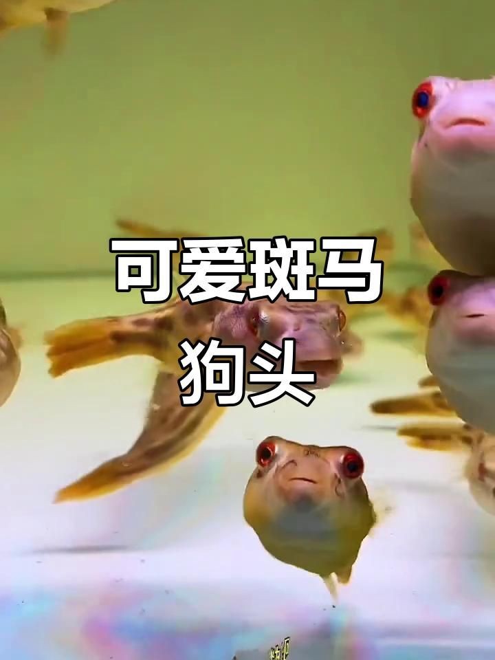 河豚和斑馬狗頭魚的區別