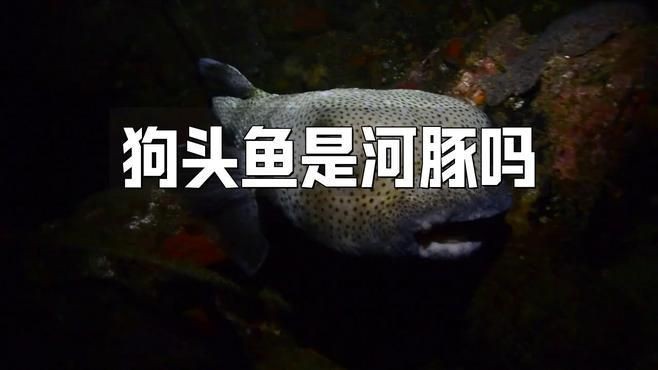 河豚和斑馬狗頭魚的區別