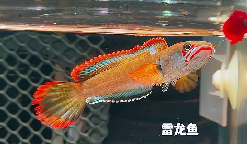 廣東野生雷龍魚哪里抓