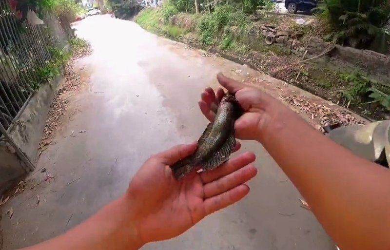 廣東野生雷龍魚哪里抓