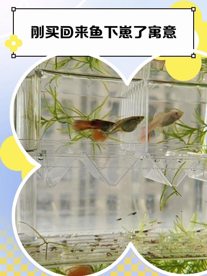 剛買回來魚下崽了寓意