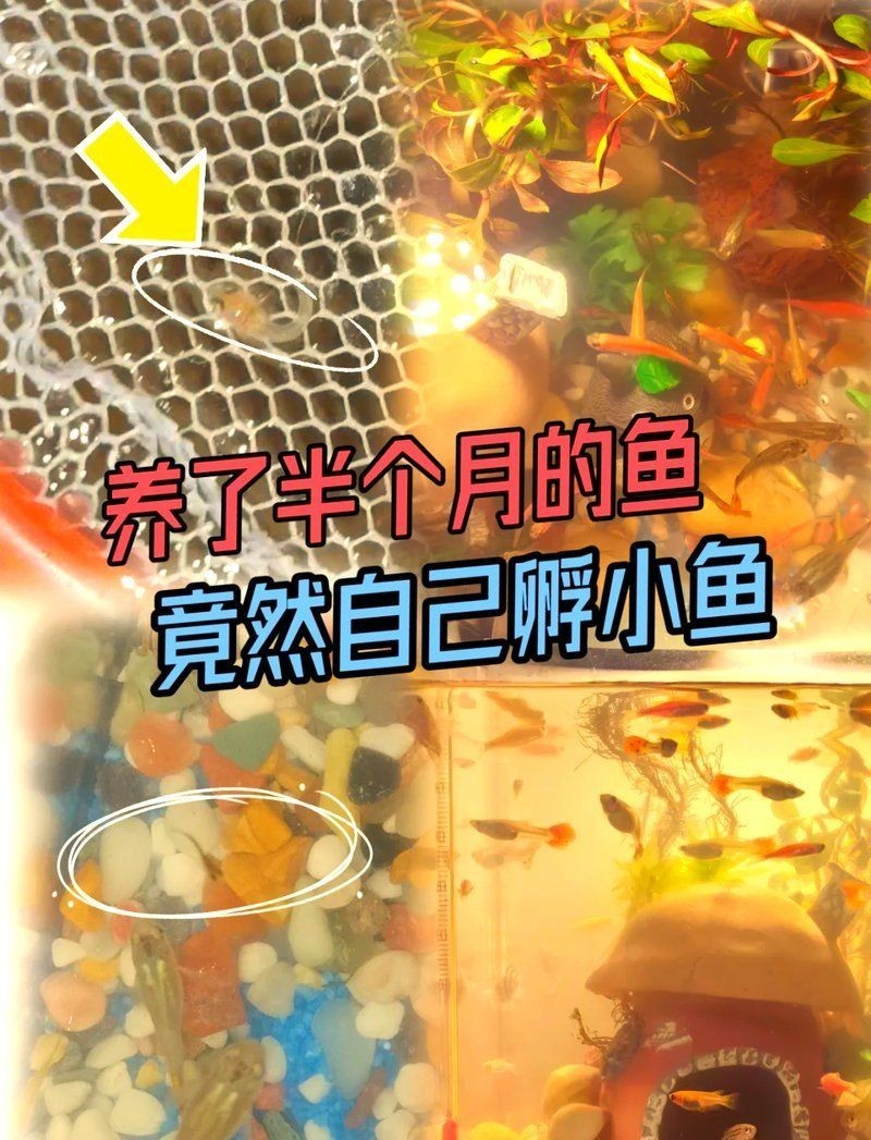 剛買回來魚下崽了寓意