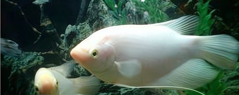 招財(cái)貓魚壽命一般有多長