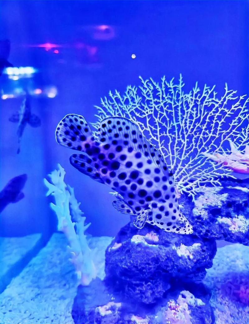 東營(yíng)水族店