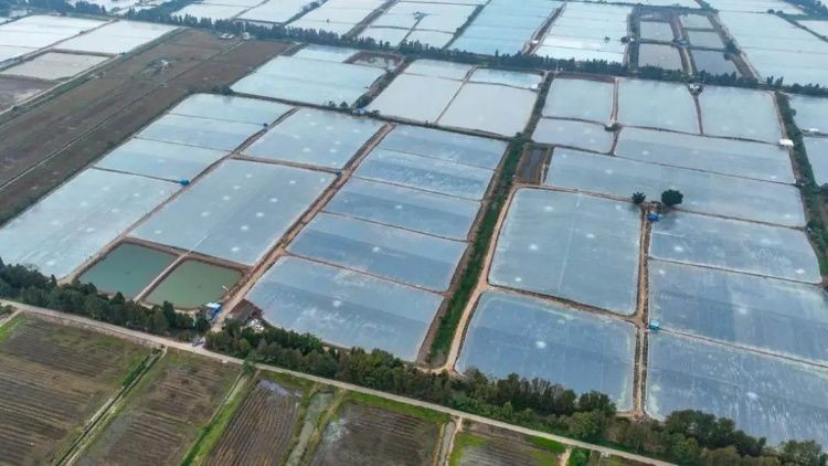 廣東巨骨舌魚人工養殖