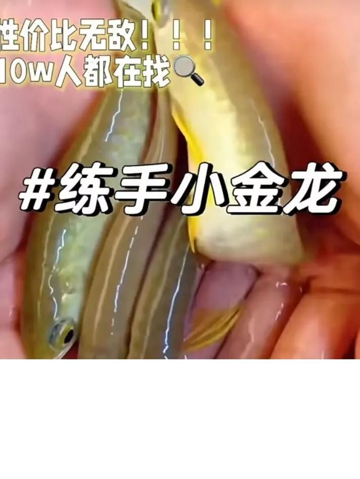 1到2厘米的金龍魚幼苗圖片