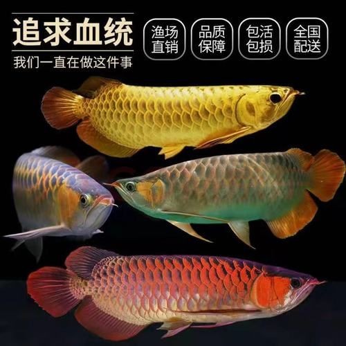 1到2厘米的金龍魚幼苗圖片