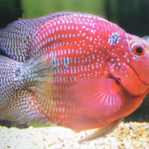 古典羅漢魚能長多大