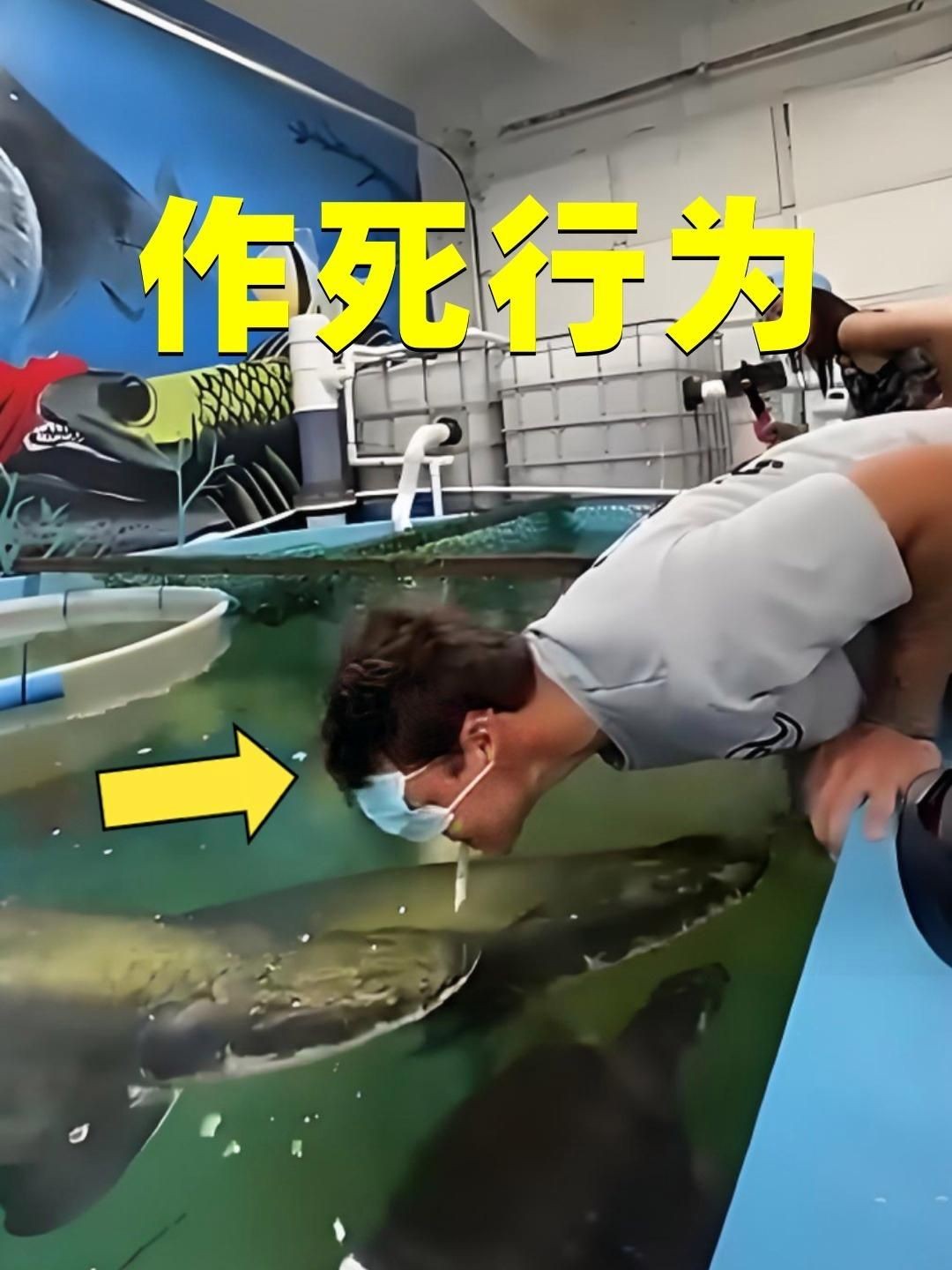 巨骨舌魚真實傷人視頻