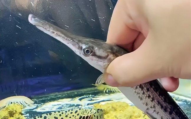 哥倫比亞巨暴魚一個(gè)月長多少