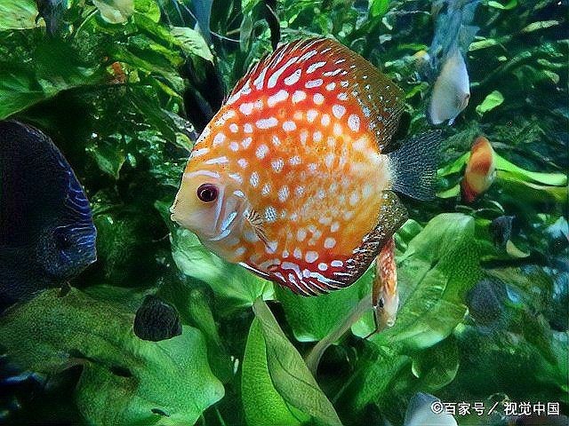 七彩神仙魚蒙眼最好最快的辦法 七彩神仙魚蒙眼最好最快的辦法 龍魚百科 第10張