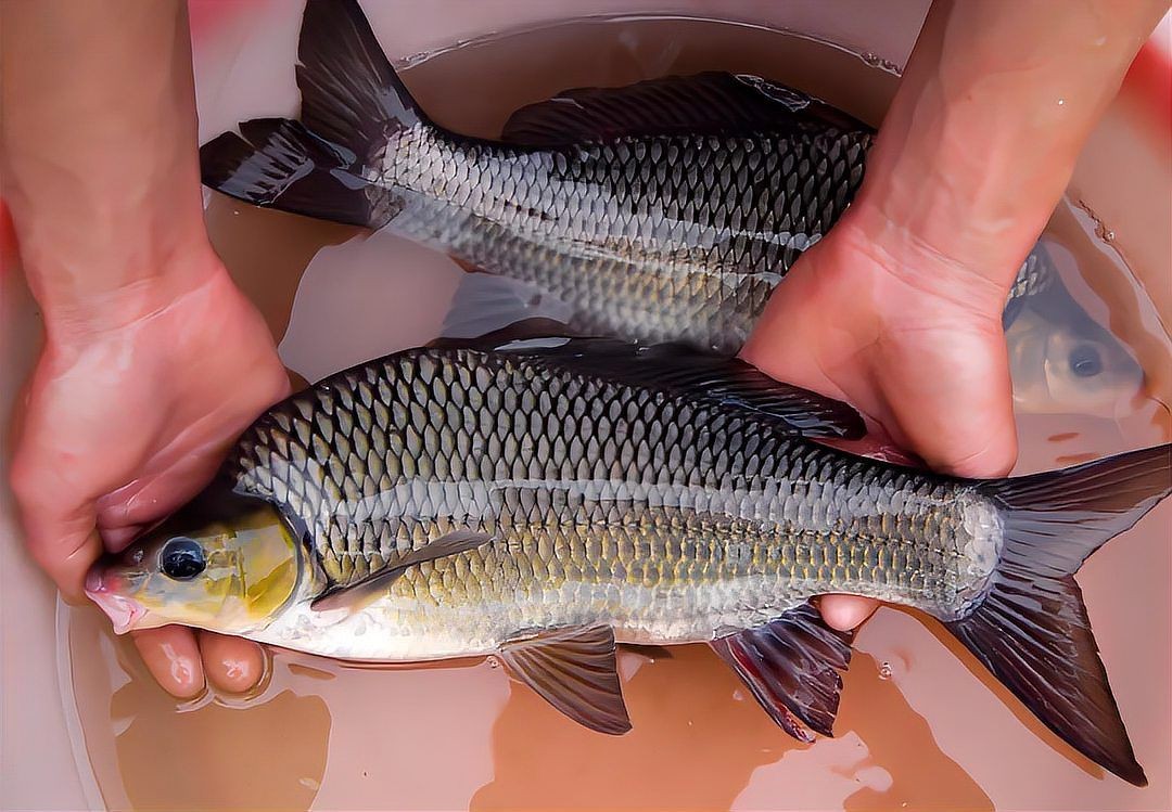 國家二級保護魚類名單