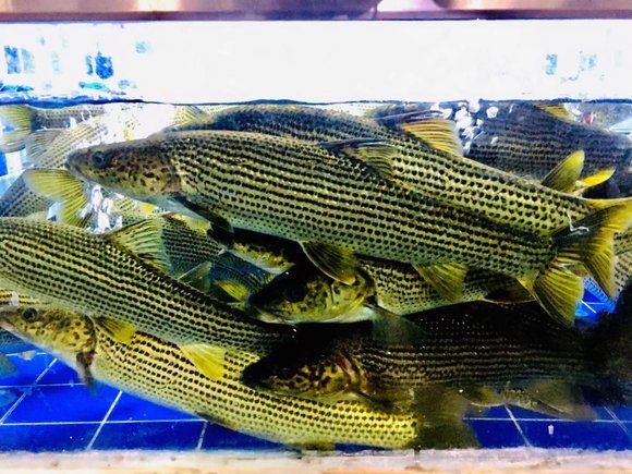 國家二級保護魚類名單