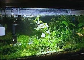 吉印燈養(yǎng)水草最簡單三個步驟