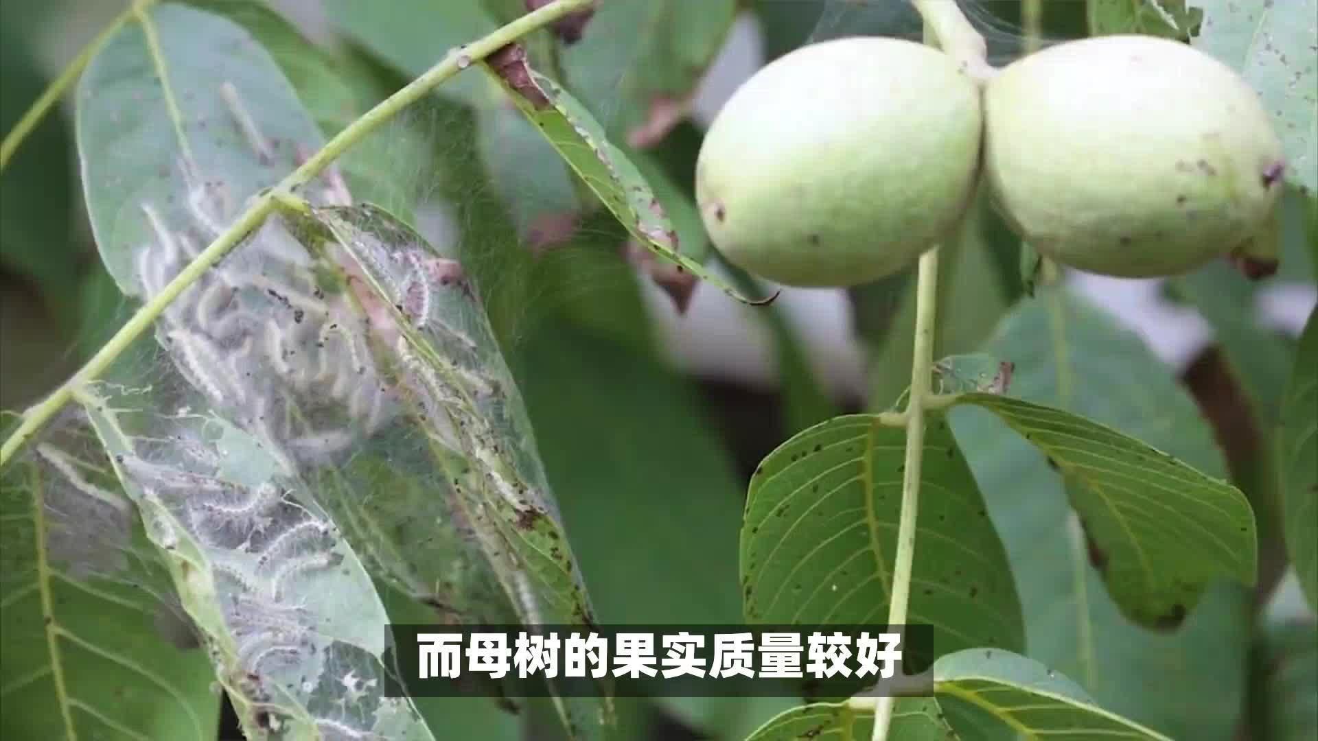 核桃公母怎么分辨