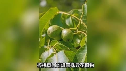 核桃公母怎么分辨
