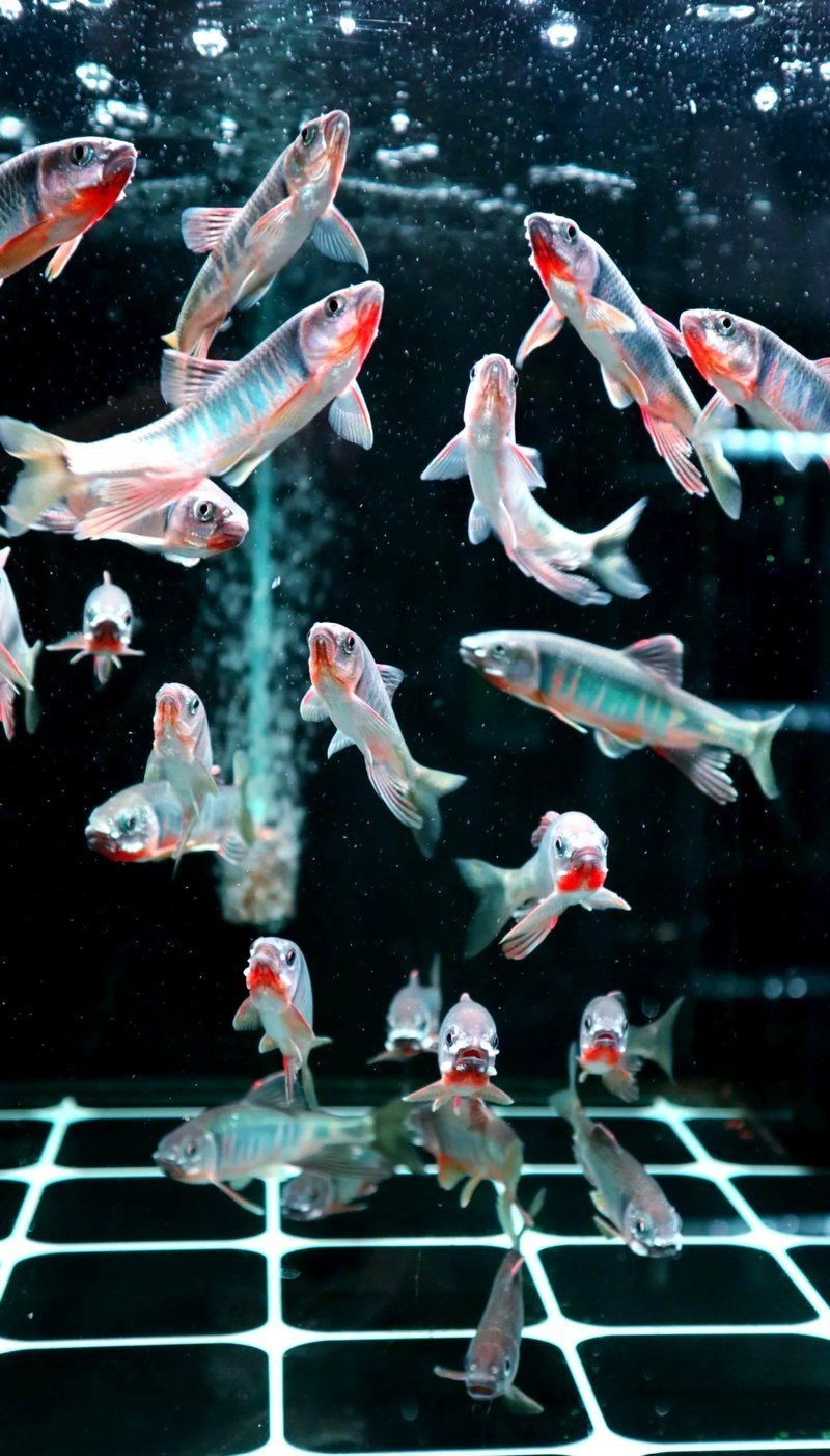 廣州市觀賞魚批發市場 廣州市觀賞魚批發市場 龍魚論壇 第20張