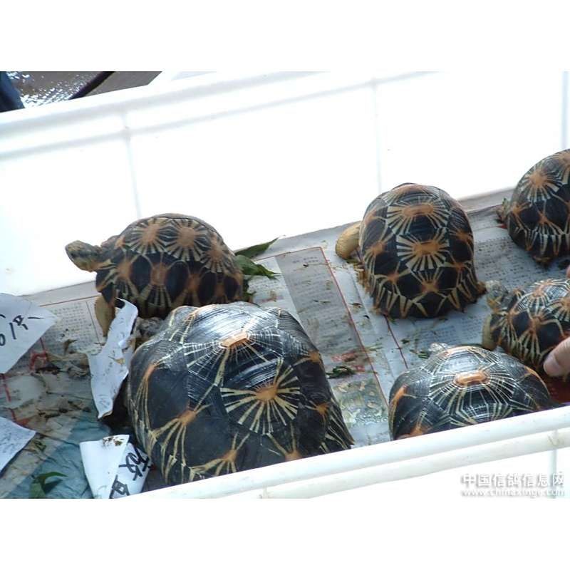 廣州市觀賞魚批發市場 廣州市觀賞魚批發市場 龍魚論壇 第1張