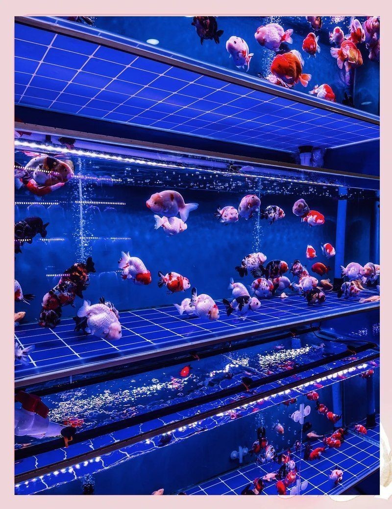 廣州市觀賞魚批發市場 廣州市觀賞魚批發市場 龍魚論壇 第22張