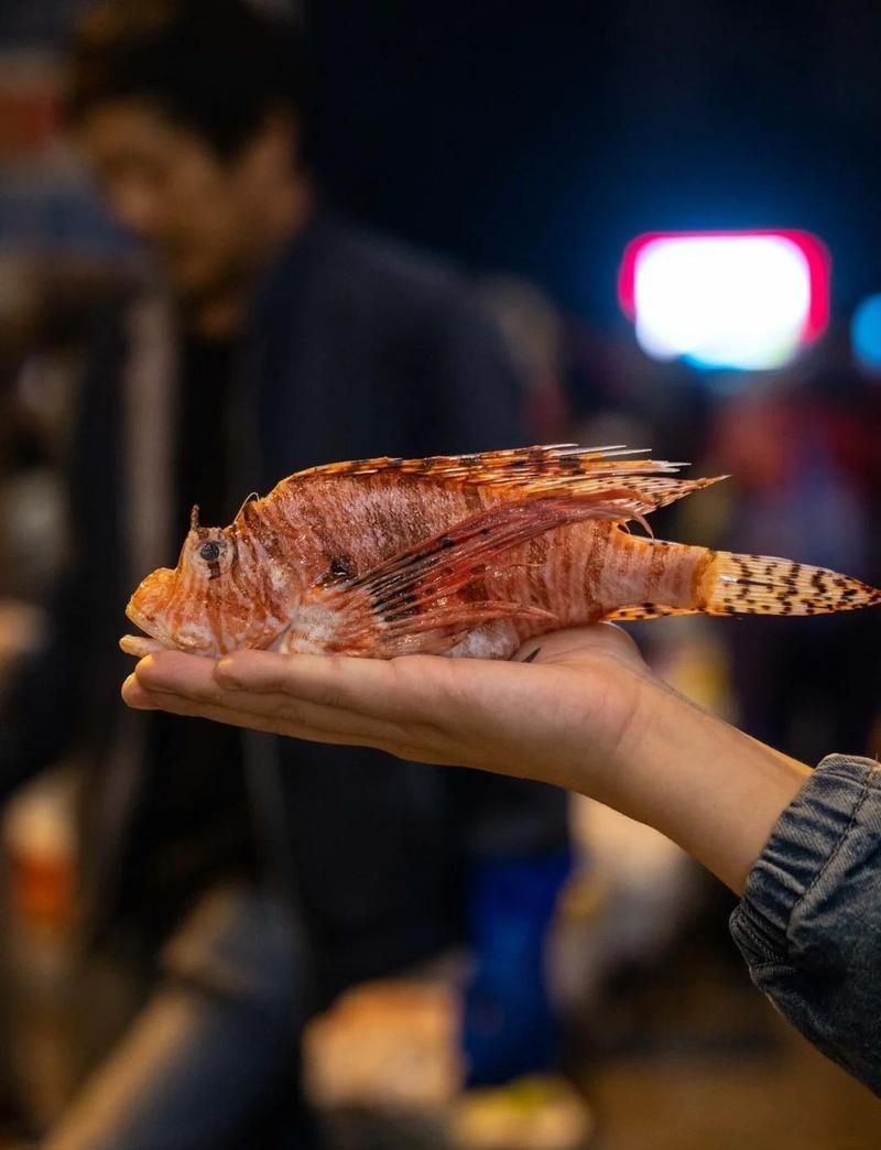 臺州水族批發市場