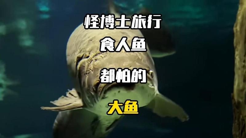 巨暴牙魚vs巨骨舌魚