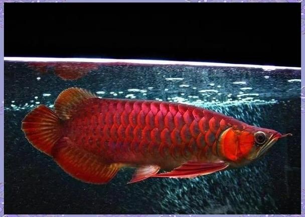 全龍魚圖片