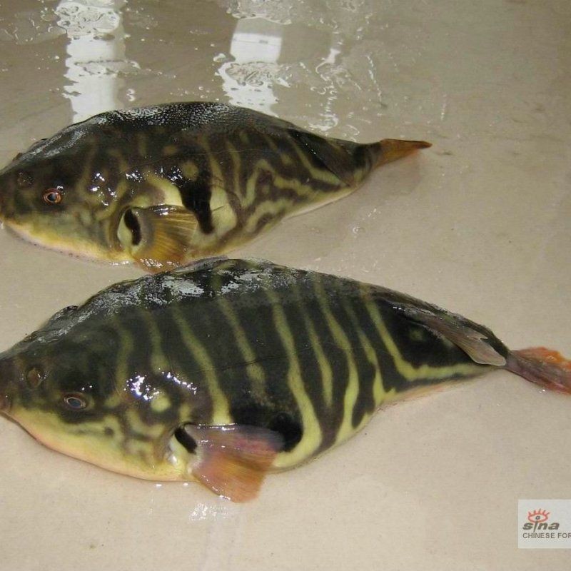 弓斑河豚和潛水艇哪個好